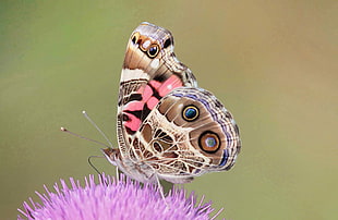 macro photography of brown spotted butterfly perched on purple flower, american lady