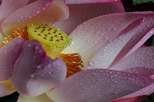 close up shot of Lotus flower with water droplets HD wallpaper