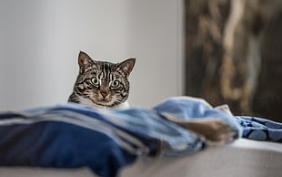 silver tabby cat in room HD wallpaper