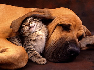 sleeping adult dog beside gray tabby kitten