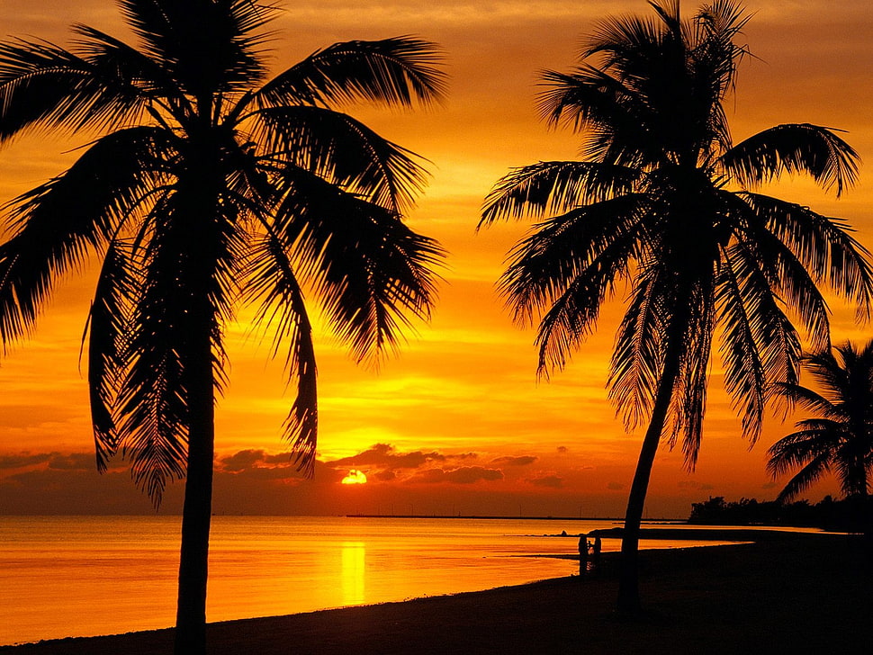 yellow and black tree painting, landscape HD wallpaper