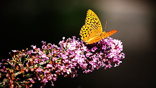 gulf fritillary butterfly, butterfly HD wallpaper