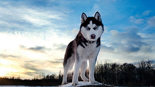 adult Siberian husky, Siberian Husky , dog, animals