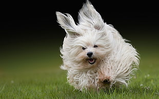 photo of short-coat white puppy