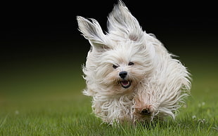 photo of short-coat white puppy HD wallpaper