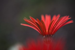 selective focus photography of red Daisy flower