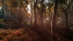 green leaf trees during daytime