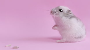 white and gray rodent on black surface HD wallpaper