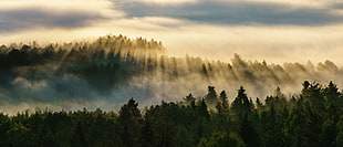 green trees with fog under gray sky