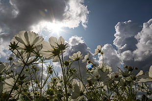 white Daisies under blue and cloudy sky during daytime HD wallpaper