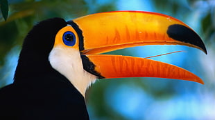 toucan photo taken during daytime