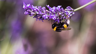 bumblebee perching on purple petaled flower closeup photography