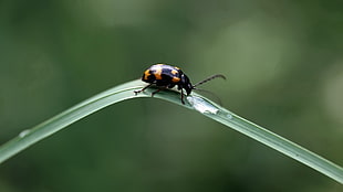 closeup photo of black and yellow bug on green leaf