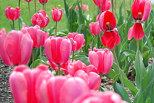 bed of pink Tulips