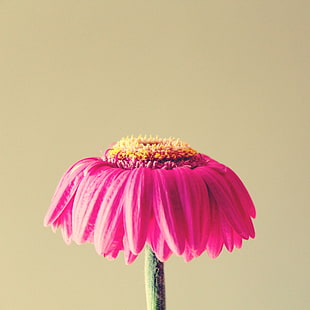 pink Cone flower