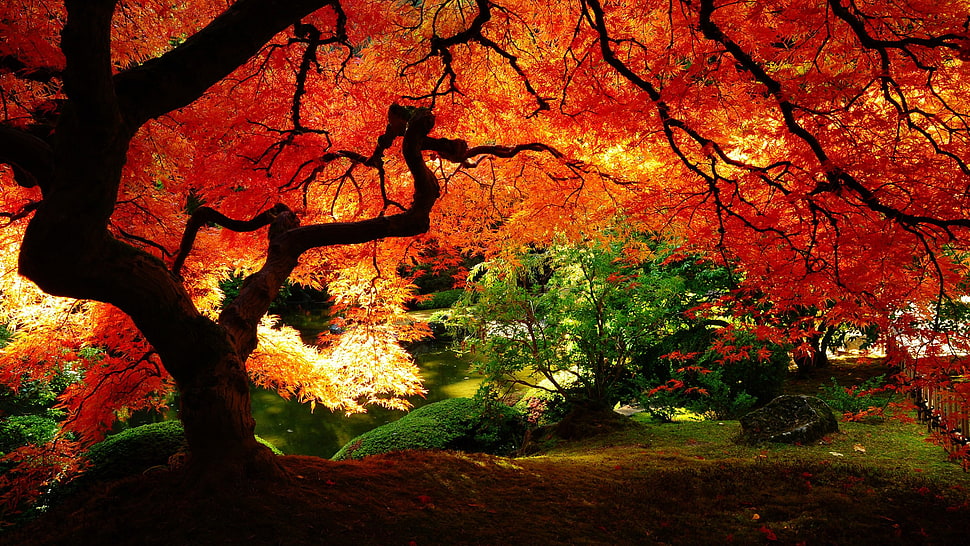 orange leafed trees, nature, landscape, trees, sunlight HD wallpaper