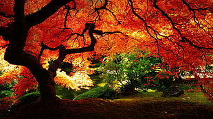 orange leafed trees, nature, landscape, trees, sunlight
