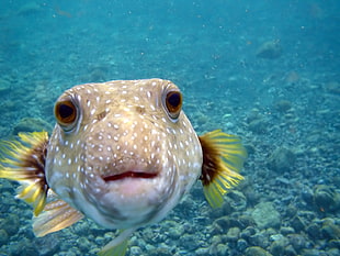 brown and yellow puffer fish