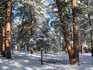Wood,  Pines,  Winter,  Snow