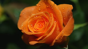 orange rose with water dews