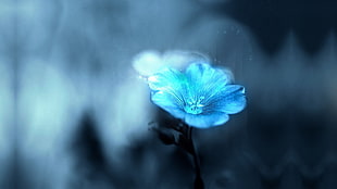 blue petaled flower illustration, flowers, blurred, blue, plants