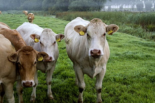 herd of cattle on green grass field
