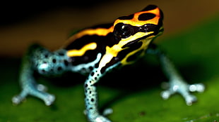 black and orange frog macro photography