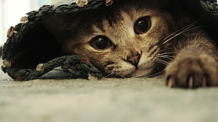 brown Tabby cat under floor rug
