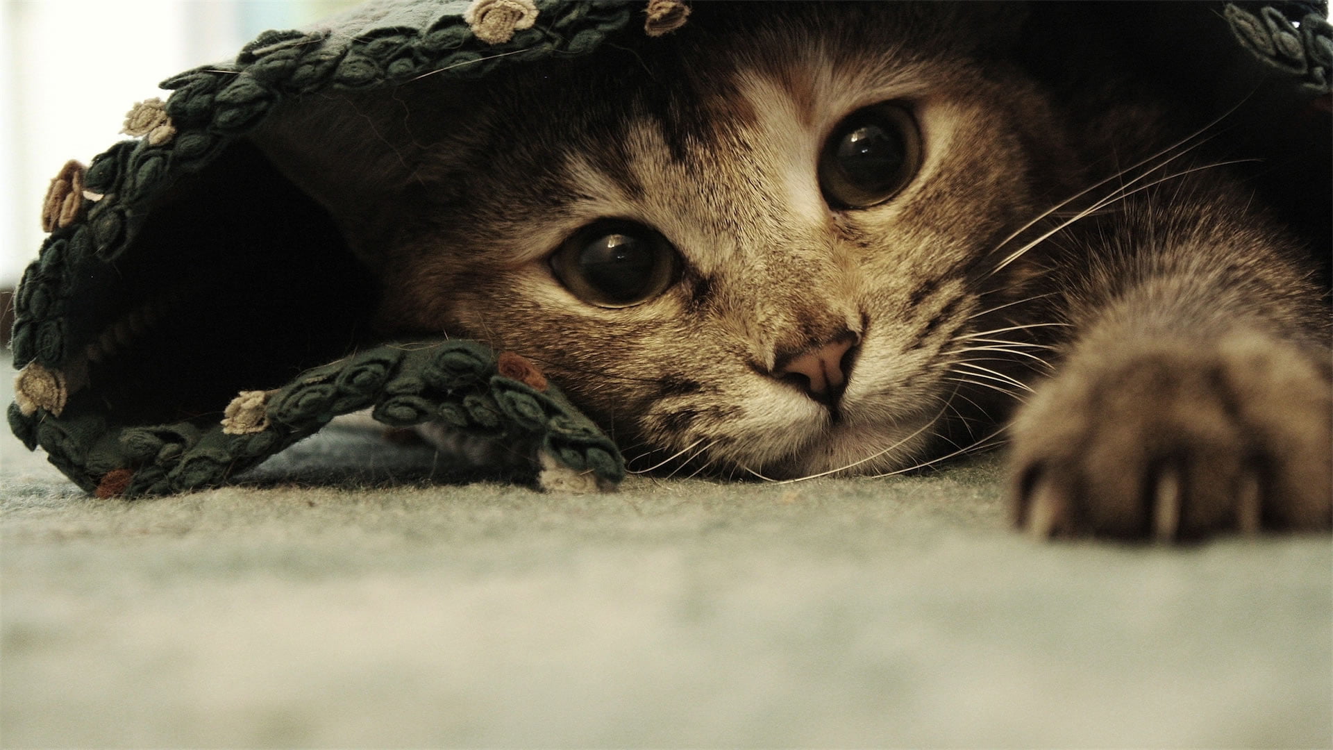 Brown Tabby cat under floor rug HD wallpaper | Wallpaper Flare