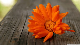 orange petaled flower, flowers, orange flowers, plants