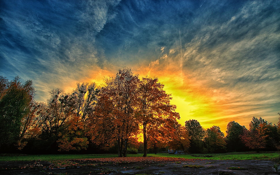 brown leafed trees, sunlight, fall, sky, clouds HD wallpaper