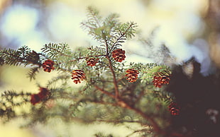 red petaled flower, pine cones, nature, trees, depth of field