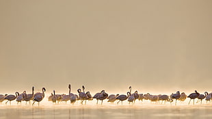 flock of bird, flamingos, birds, animals HD wallpaper