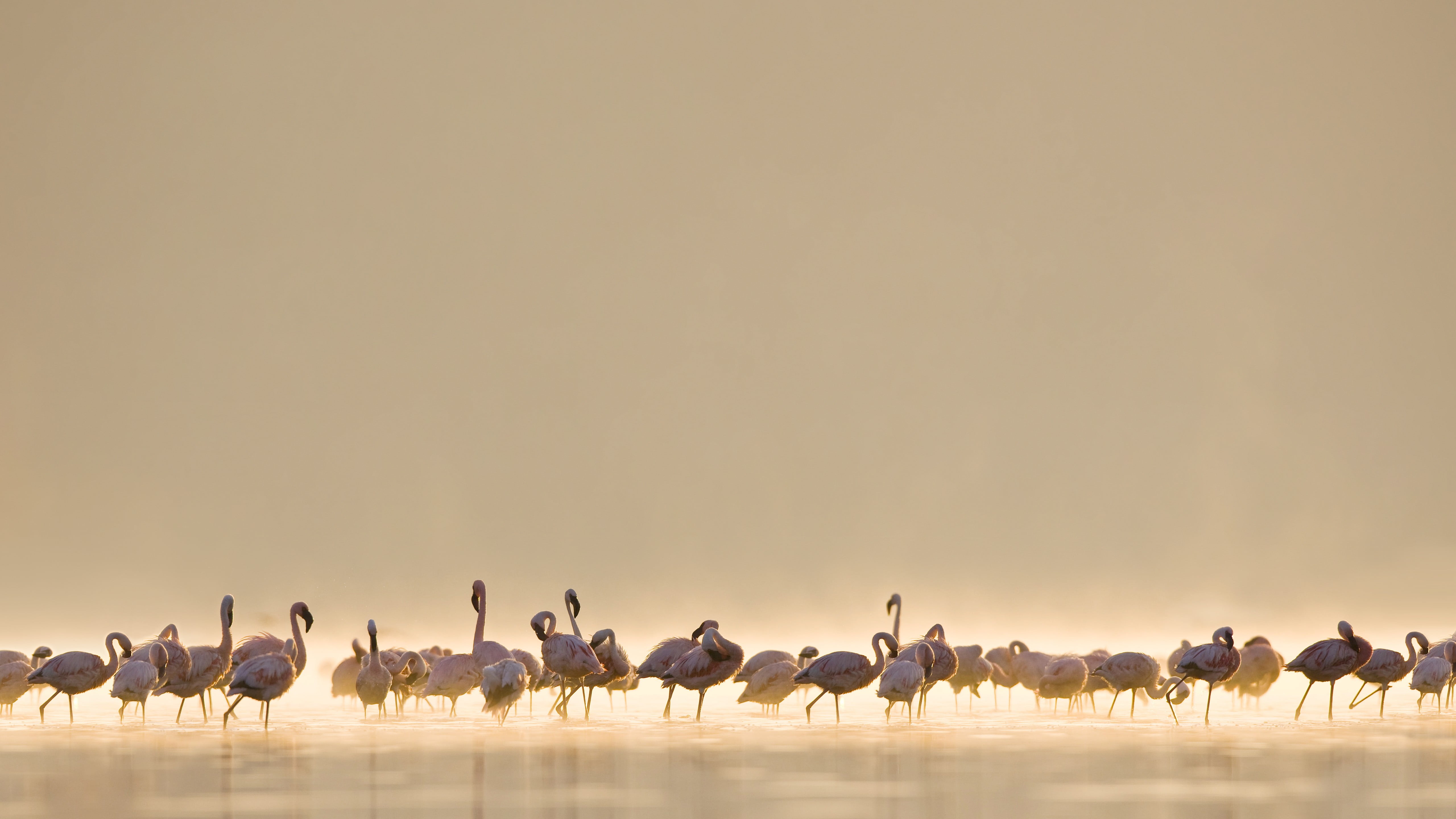 flock of bird, flamingos, birds, animals