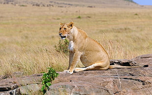 photo of short-coated lioness on gray rock