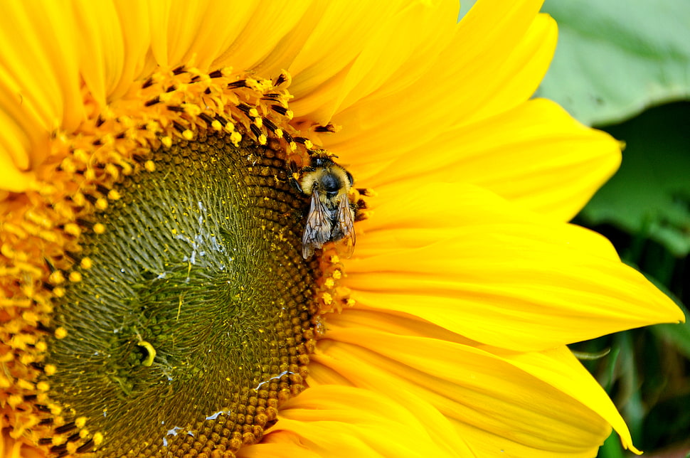 close-up photography of Honey Bee perching on yellow sunflower HD wallpaper