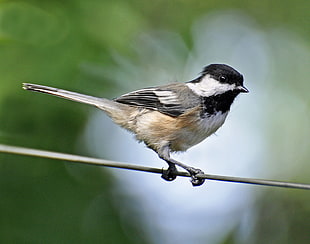 black and white bird on brown coated wire