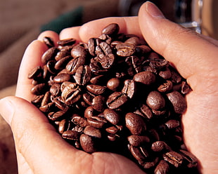 person holding brown coffee beans HD wallpaper