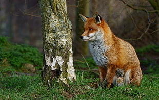 closeup photo of brown fox HD wallpaper