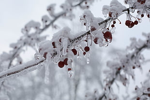 Berries during winter in shallow focus lens HD wallpaper