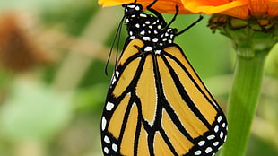 selective focus of black and yellow monarch butterfly