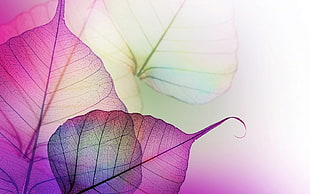 purple leaf illustration HD wallpaper