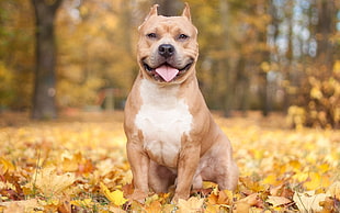selective focus photo of adult tan American bully on dried leaves