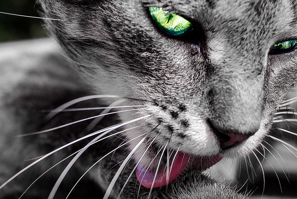 silver tabby cat, cat, selective coloring HD wallpaper