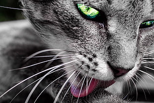 silver tabby cat, cat, selective coloring HD wallpaper