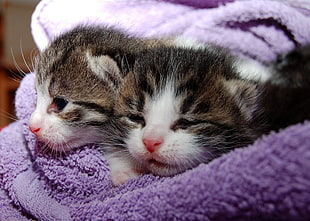 two brown tabby kittens on purple textile