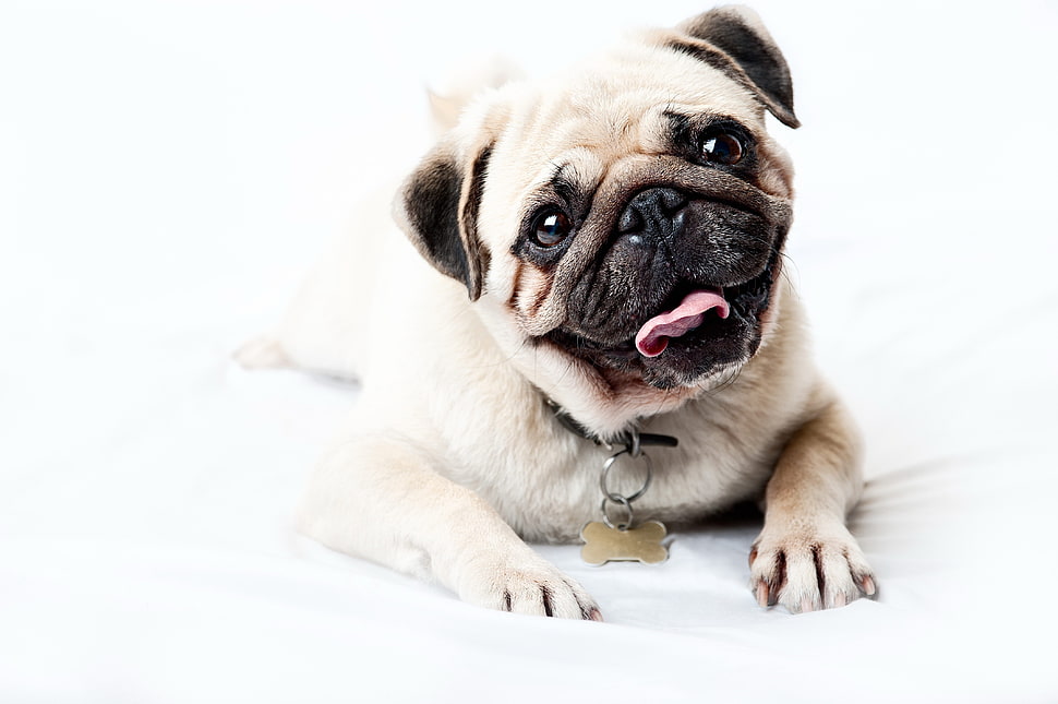 fawn pug on white textile HD wallpaper