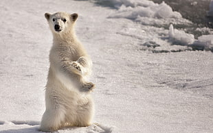 Polar bear on snowfield