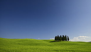 pine trees planted in middle of grass field during daytimre, val d'orcia