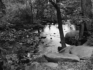 body of water, Joseph Bryan Park, monochrome, nature, water